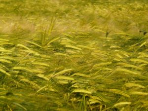 wheat blown in the wind